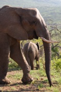 elephant (4)